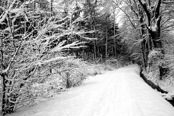 Black-And-White:  Winter Forest (By Okrakaro) 