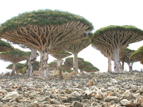 by jan_vandorpe on Flickr.Dracaena cinnabari, the Socotra Dragon Tree, Socotra archipelago in the In