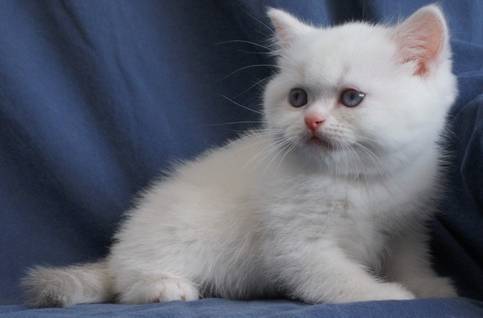 Purr-purr-purrrrr :3