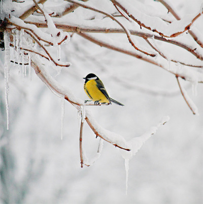 “God finds a low branch for the bird that cannot fly.” (by Julia Dávila Lampe [CHAULAFANITA])