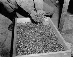 rekhless:  daisywater:  secret-thinker:   This is one of the most haunting photos I have ever seen. It is hundreds of wedding rings that were removed from those in Concentration Camps. I haven’t seen a single post on my dash about it being the remembrance