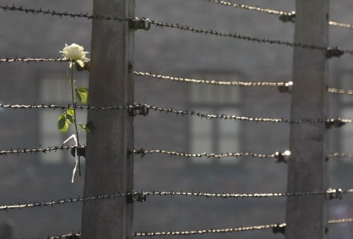 fotojournalismus:A white rose was placed on barbed wire at the museum of the former Nazi concentrati