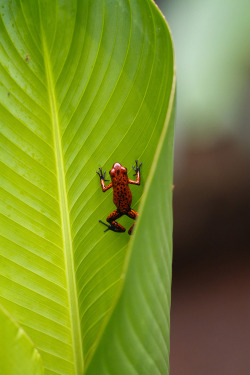 earth-song:  Red poison dart frog - Costa