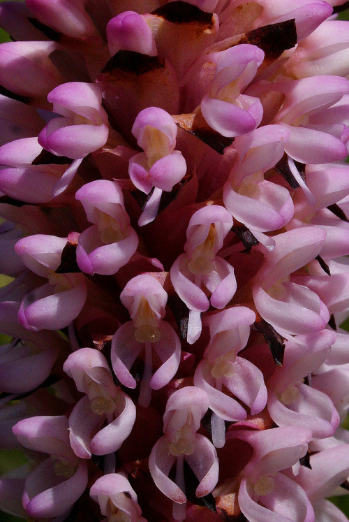 Disa fragrans, photographed in situ by Bart Wursten on Mount Gorongosa, Mozambique. Species is native to montane grasslands of southern Tanzania, Malawi, Mozambique, Zimbabwe and South Africa.