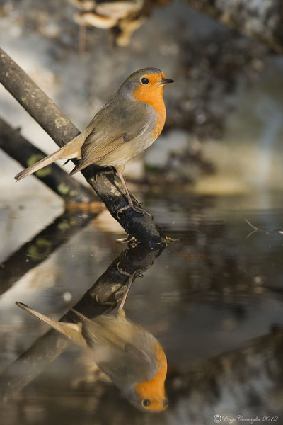 danielfeivor:
“Pettirosso _ Robin by enzo cornaglia on Flickr.
”