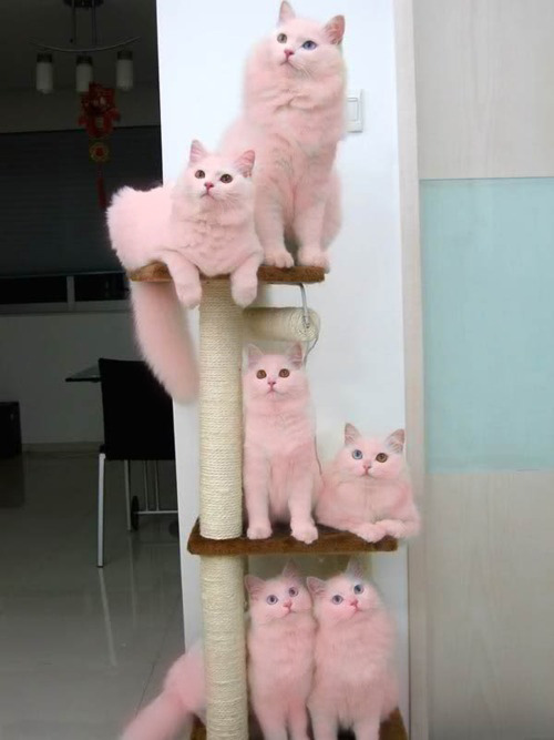 dedickation:  PINK CATS R PURRF 