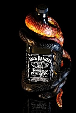earth-song:  Jack Daniel’s Snakes” by