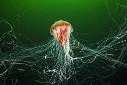 eduardo-:  Lion’s Mane Jellyfish, (Cyanea