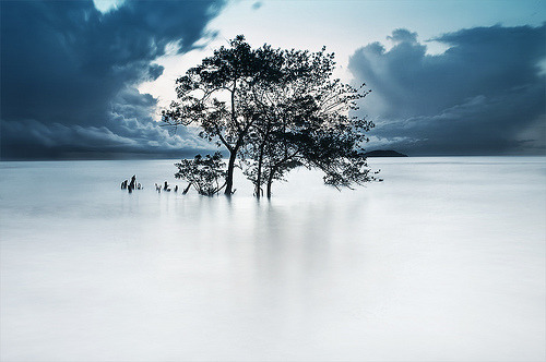  43 | Arbres sacrés | Sacred trees (by Erick Loitiere) 