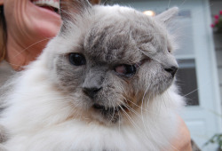 whenshithitthefan:  wow “Frank and Louie” is the world’s longest surviving “janus” feline. He’s 12-years-old. The cat, who’s name is “Frank and Louie”, has two mouths, two noses and three eyes. Frank and Louie have one brain, so the