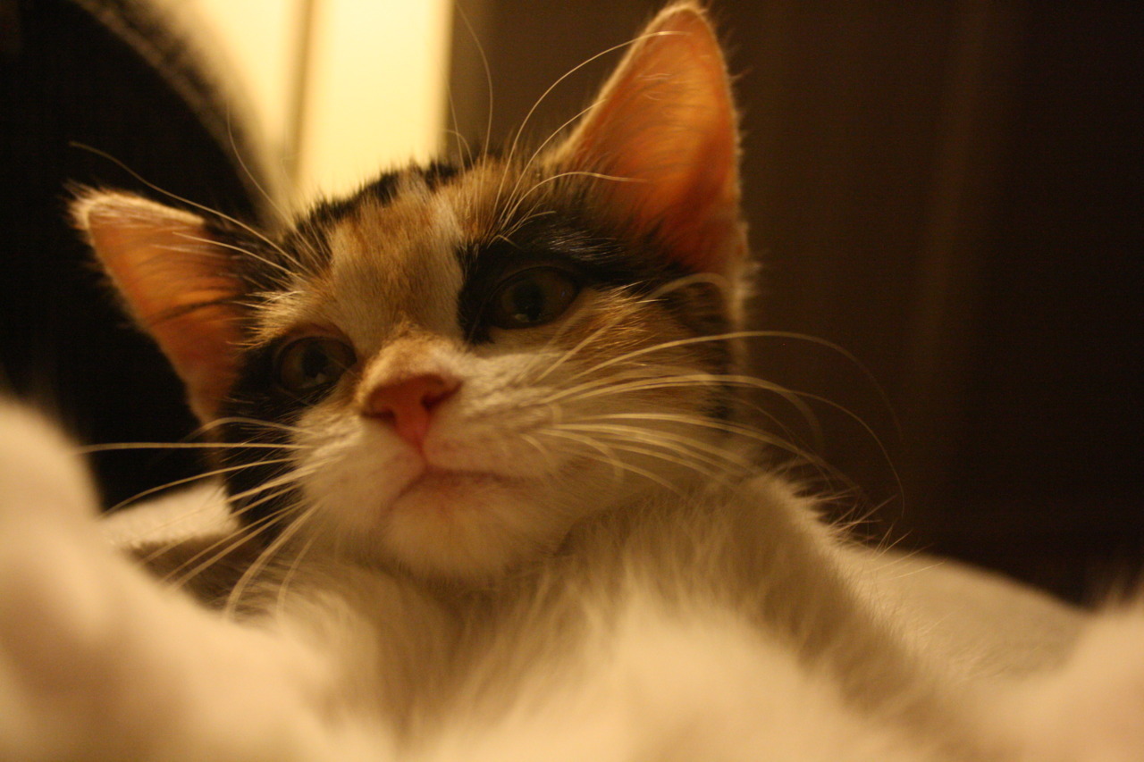 virtute the cat.