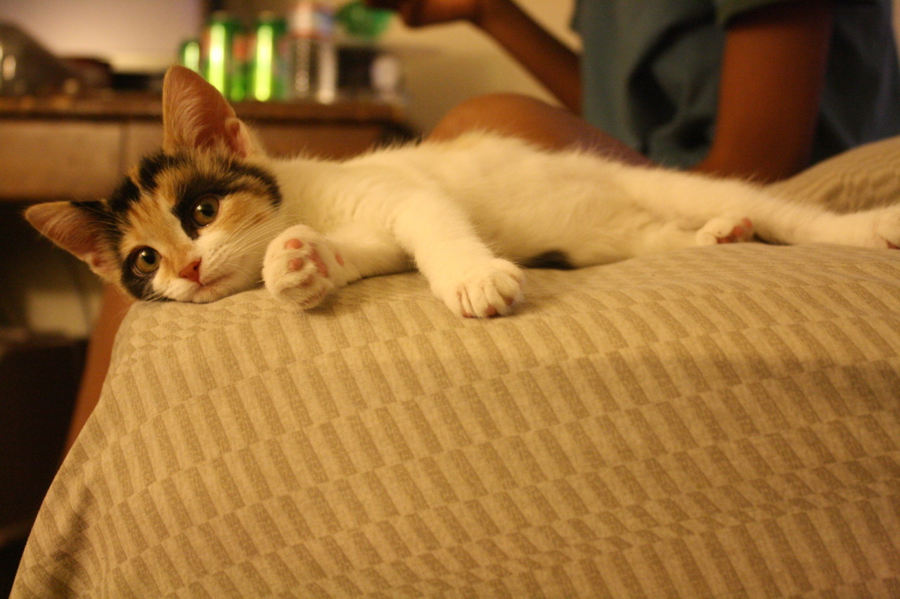 virtute the cat.