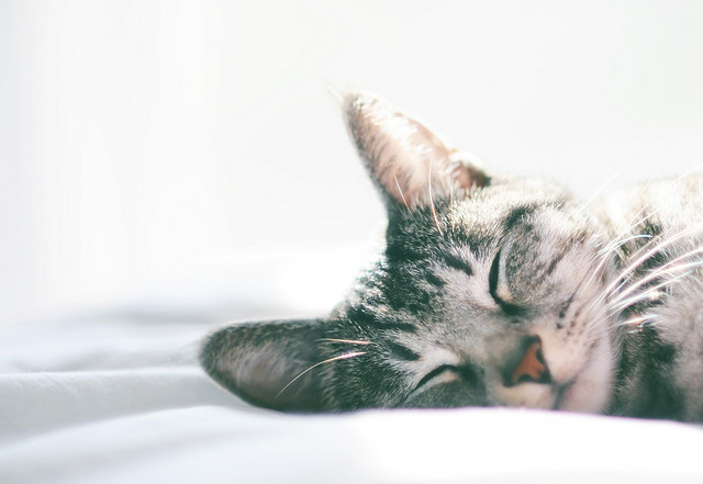 gorgeouscats