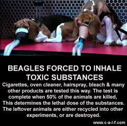 sheldrakillher:  “Beagles are the most popular breed for lab use because of their friendly, docile, trusting, forgiving, people-pleasing personalities. The research industry says they adapt well to living in a cage, and are inexpensive to feed. Research