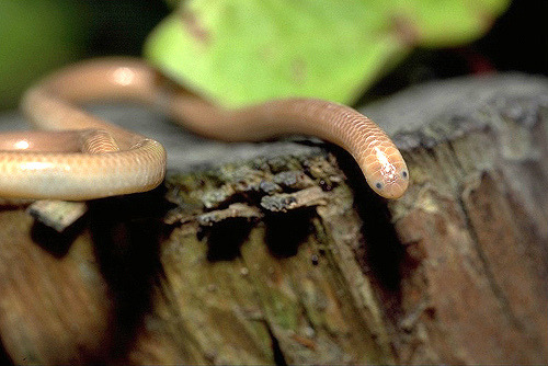 rhamphotheca:
“ Blindsnakes (family Typhlopidae)
They are found mostly in the tropical regions of Africa, Asia, the Americas, and all mainland Australia and various islands. The rostral scale overhangs the mouth to form a shovel like burrowing...