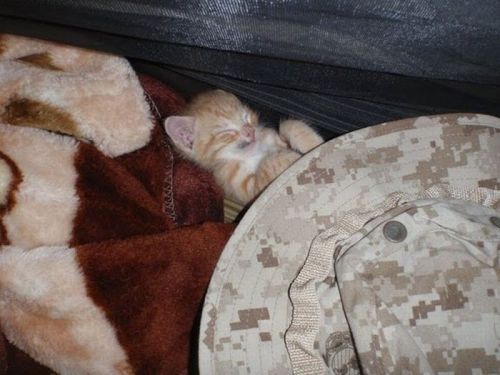 askclint:  socialsaltysailors:   Kittens rescued by US Marines in Afghanistan  But the second one.  This.  All of it. 