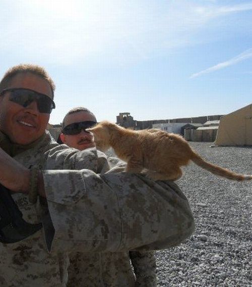 askclint:  socialsaltysailors:   Kittens rescued by US Marines in Afghanistan  But the second one.  This.  All of it. 