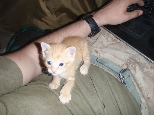 friendleaderp:Kittens rescued by US Marines in AfghanistanYes this can absolutely be on my blog on M