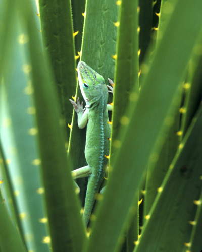 magicalnaturetour:
“
Green on Green by Roy McDonald :)
”