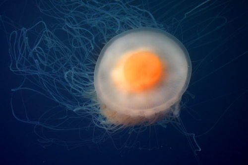 azatoi-flore: Phacellophora camtschatica…AKA The Fried Egg Jellyfish