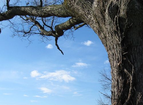 300 year old white oak and the sky. They are old friends.