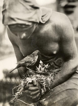 peggypepper: Blackbird nest in the folded hands of a statue, Berlin, Germany, 1932