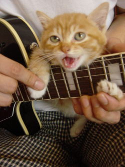 bnprime:   Cat you need to work on your guitar skills. your licks are pretty rough.  