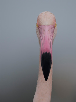 ratak-monodosico:  Portrait of a flamingo By Georg Scharf 