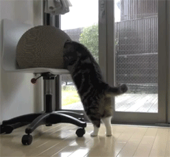 pleatedjeans:  maru and his kamakura house. [video] 
