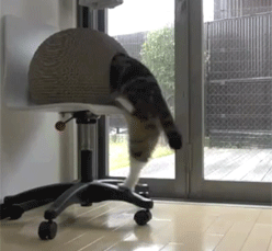 pleatedjeans:  maru and his kamakura house. [video] 