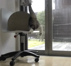 pleatedjeans:  maru and his kamakura house. [video] 