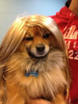 dogsdoingpplthings:  i am the female weezy