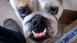 im-cool-like-that:   Bulldog Tries to Sit in Box That is Too Small  The last gif makes me sad. 
