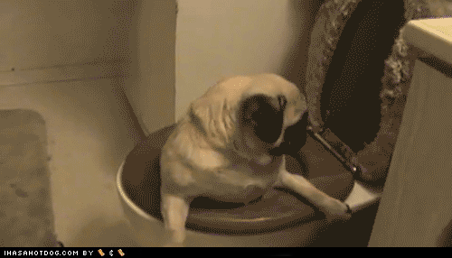 mugsofpugs:  It’s that same pug in that same toilet. Stop puggin’ it up!  