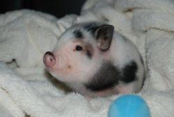 pigsonpigsonpigs:  This little piggy is the