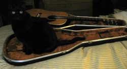 getoutoftherecat:  get out of there cat. you are not a guitar. when i try to strum your whiskers you bite my hand.