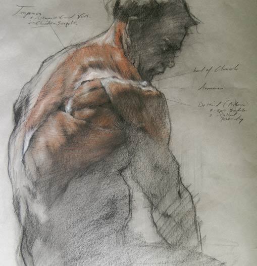 antonio-m:  Robert LiberaceFigure study 