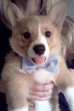 corgiaddict:  My southern gentleman, Bacon,