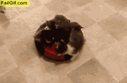 witherwhetherwonder:  spicyhamster:  This is the greatest.  i think this is the sole reason people should have roombas. 