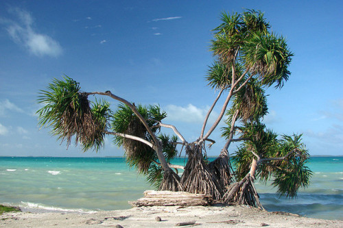  by Jerry Curtis on Flickr.A typical tropical paradise scene overlooking the lagoon on Fanning Islan