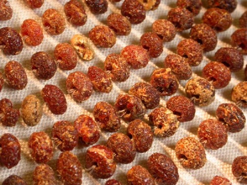 Early Bronze Age amber necklace from the ‘Golden Barrow’, Upton Lovell, Britain. One of the richest 