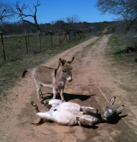 krishva:  donk  donkeys are cute