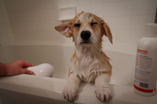 wafflesthecorgi:  Captain Meatball takes on the high corgi seas (aka bathtime) 