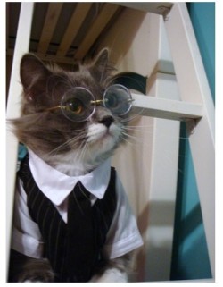 cesaurio:  mi blog tiene un gato con lentes,