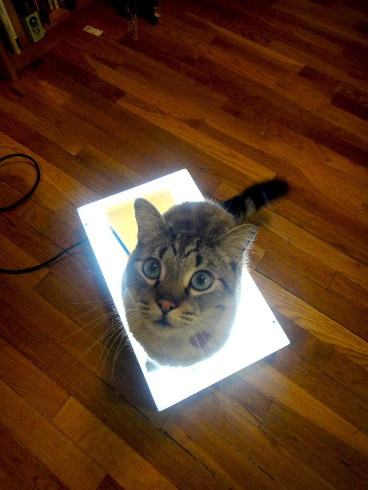 surfdog2000:  erikamoen:  My cat, Flapjack, discovers my light box.  our most advanced
