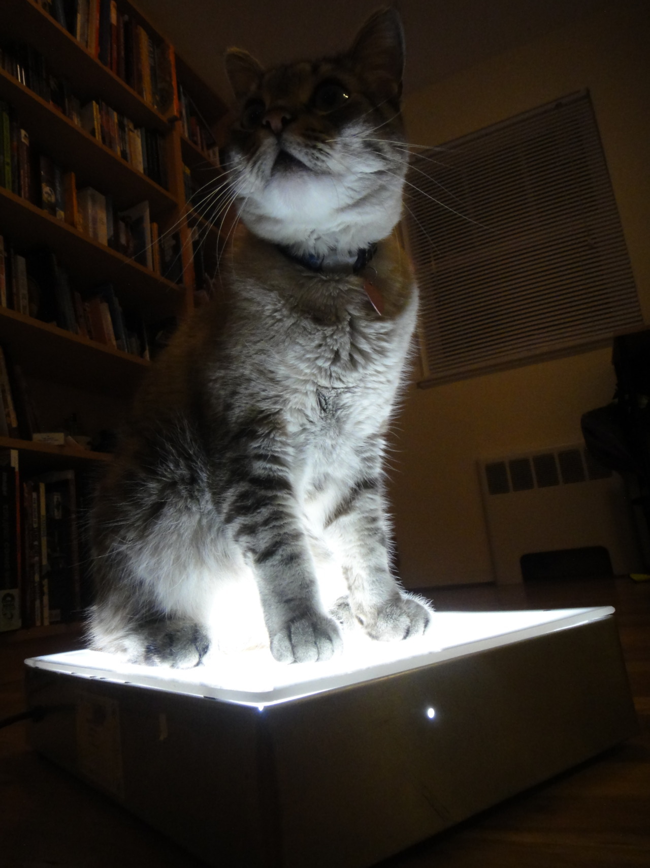 surfdog2000:  erikamoen:  My cat, Flapjack, discovers my light box.  our most advanced