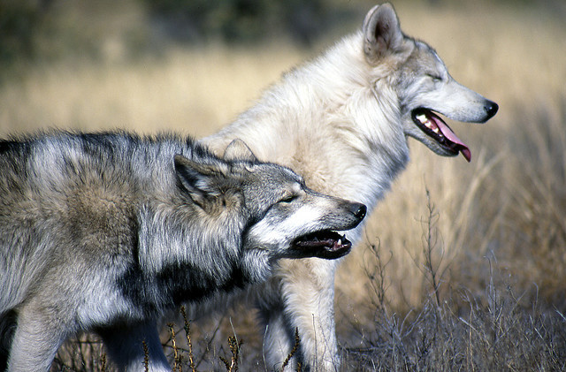 Lobos