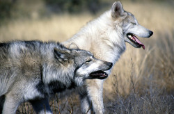 Lobos