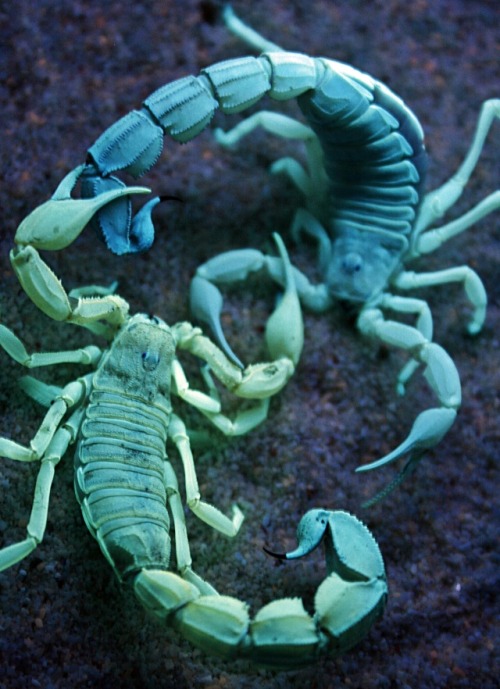 uncleuzi:   Androctonus australis mating under UV light (the green glow is a result of certain properties in the exoskeleton) 