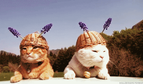 Ladies and Cats